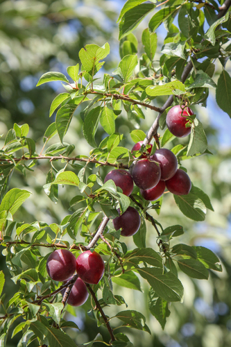 Cherry-plum