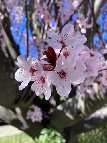 Cherry-plum