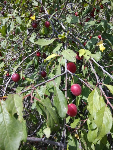 Cherry-plum