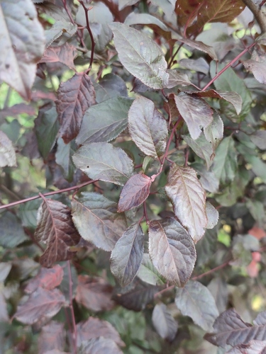 Cherry-plum