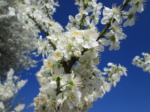 Cherry-plum