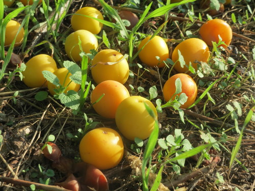 Cherry-plum