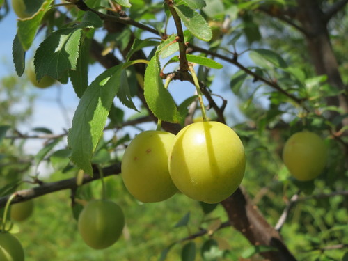 Cherry-plum