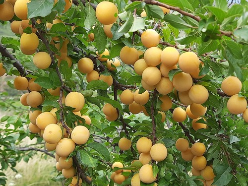 Cherry-plum