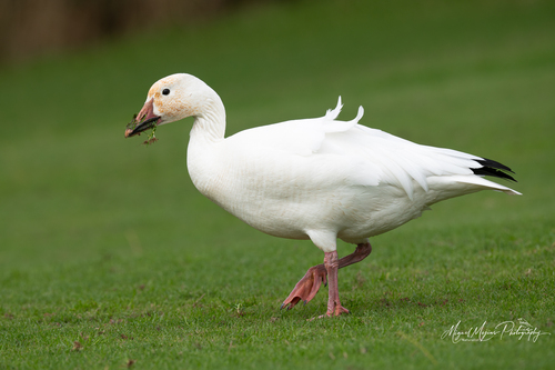 Snow Goose