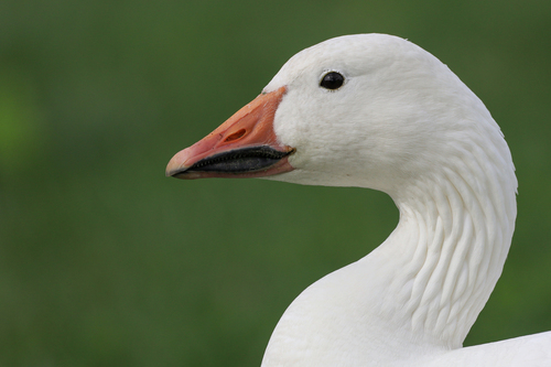 Snow Goose