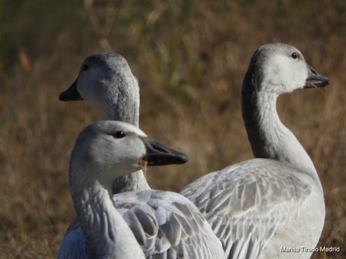 Snow Goose