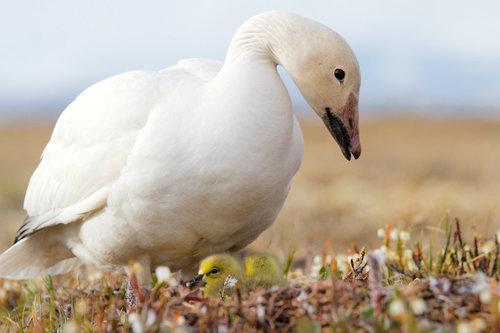 Snow Goose