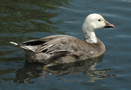 Snow Goose