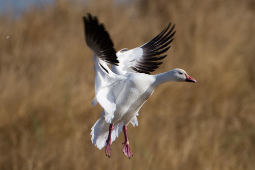 Snow Goose