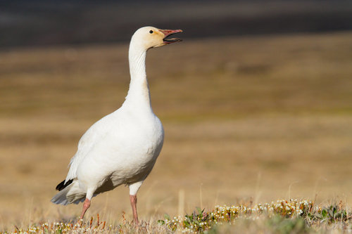 Snow Goose