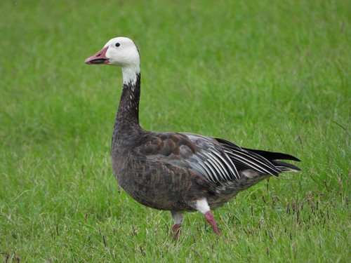 Snow Goose