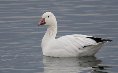 Snow Goose