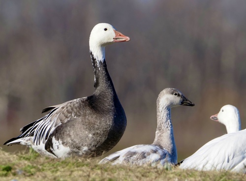 Snow Goose