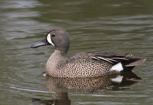 Blue-winged Teal