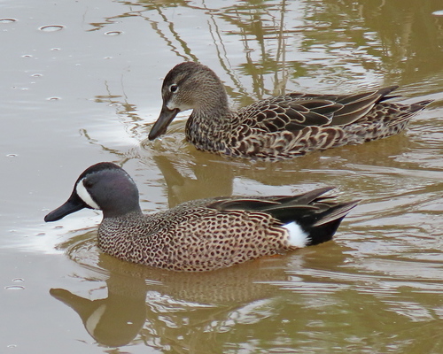 Blue-winged Teal