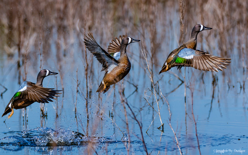 Blue-winged Teal