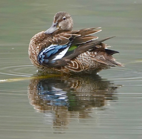 Blue-winged Teal