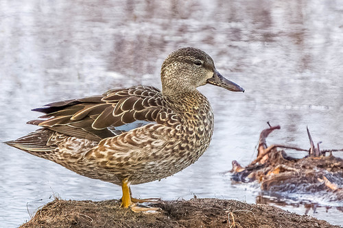 Blue-winged Teal