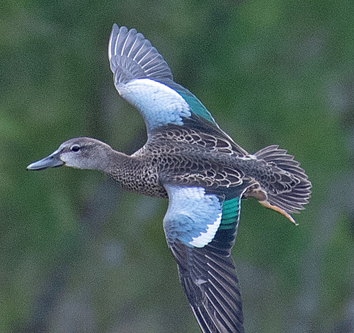 Blue-winged Teal