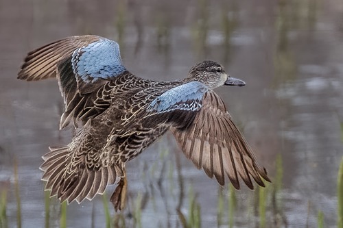 Blue-winged Teal