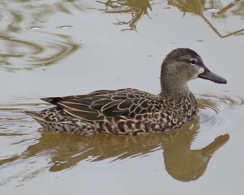 Blue-winged Teal