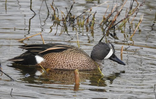 Blue-winged Teal