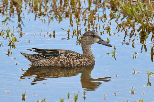 Blue-winged Teal