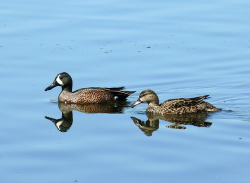 Blue-winged Teal
