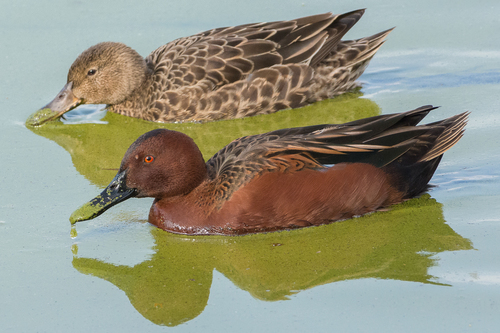 Cinnamon Teal