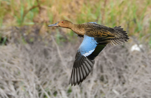 Cinnamon Teal
