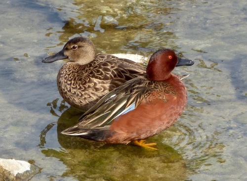 Cinnamon Teal