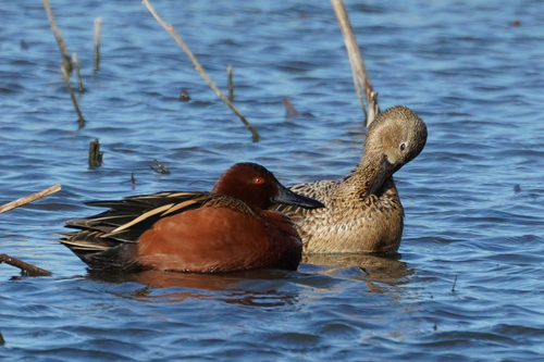 Cinnamon Teal