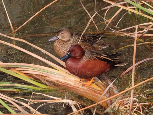 Cinnamon Teal