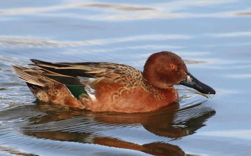 Cinnamon Teal