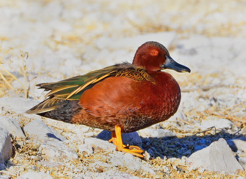 Cinnamon Teal