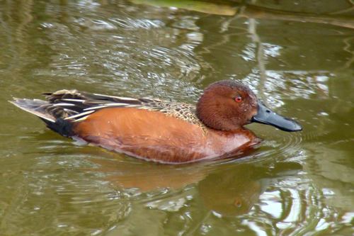 Cinnamon Teal