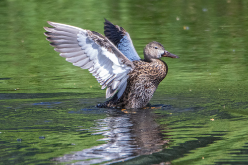 Cinnamon Teal
