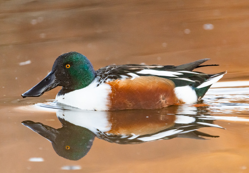 Northern Shoveler