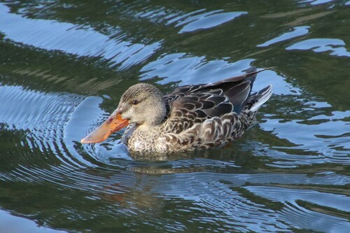 Northern Shoveler