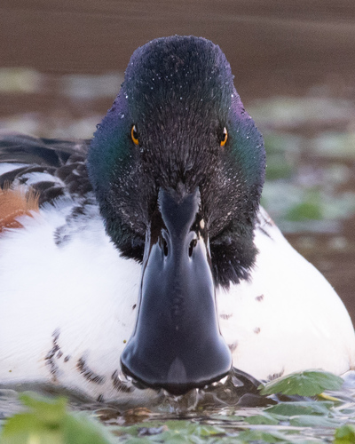 Northern Shoveler