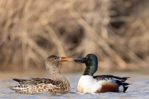 Northern Shoveler
