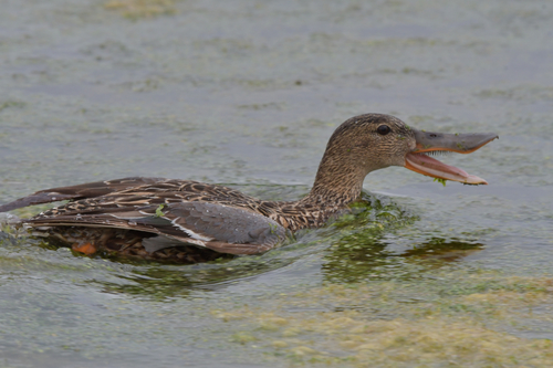 Northern Shoveler