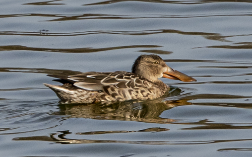 Northern Shoveler