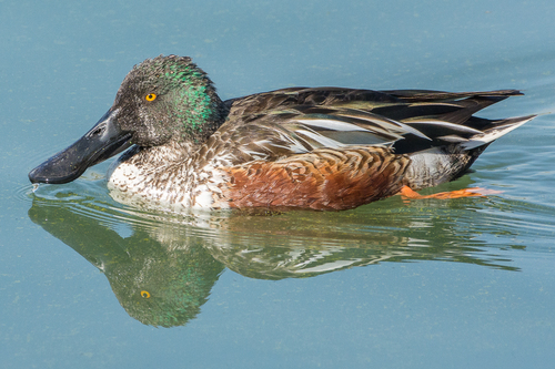 Northern Shoveler