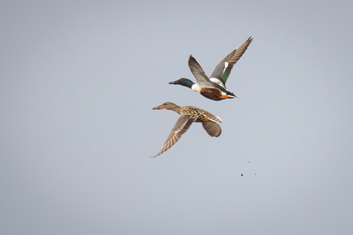 Northern Shoveler