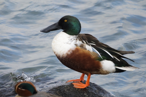 Northern Shoveler