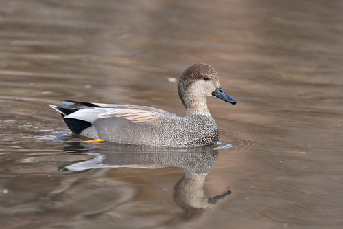 Gadwall