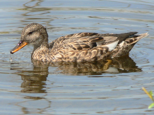 Gadwall