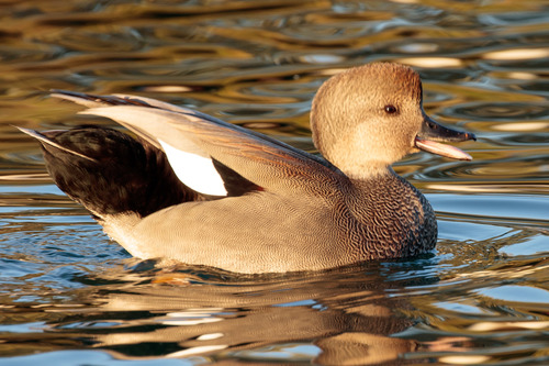 Gadwall